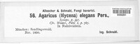 Mycena aurantiomarginata image